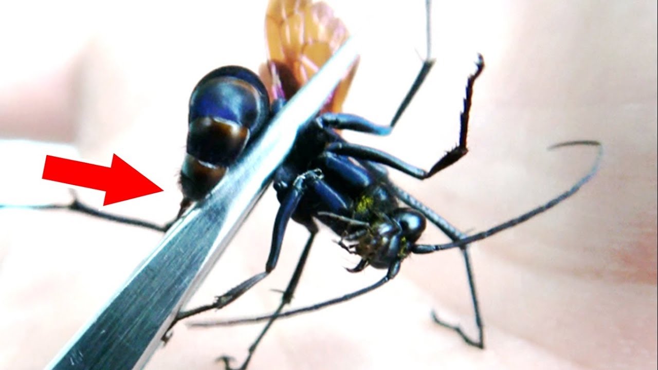 I got stung by a dangerous bee (for real) - YouTube