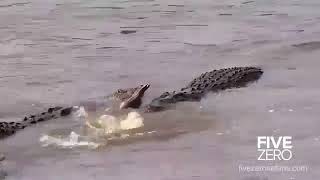 Angry Mother Hippo Attack Crocodile After Baby Hippo is Eaten