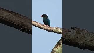 Dollarbird