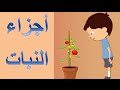 شرح أجزاء النبات للأطفال مترجم 