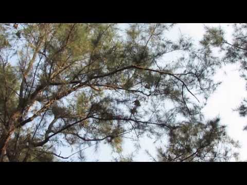 Fruit Bats near Kanha National Park, India