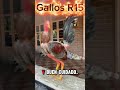 cualidades del gallo #plantadecalderademolinodearroz #dúo #gallos #gallinablanca