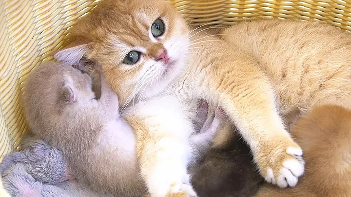 Video 3887421: british shorthair, cat kitten, cute tiny kitten, tiny kittens big, cute kitten eyes, kittens cute mother