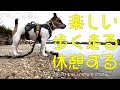 【癒し】走る、走る、歩く、そして、時々休憩する犬(ジャックラッセルテリア)