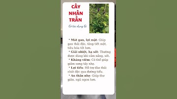 Cây Nhân Trần Có Tác Dụng Gì #thaoduoc #suckhoe #duoclieu #baithuoc