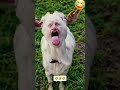 Hindi na Ako uulit🤣🤣🤣 #funny #comedy #shortsviral #shorts #shortsfeed #shortvideo
