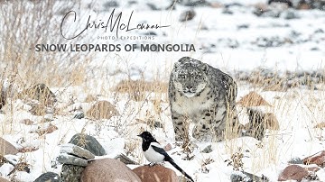 Snow Leopards of Mongolia - Chris McLennan Photo Expedition