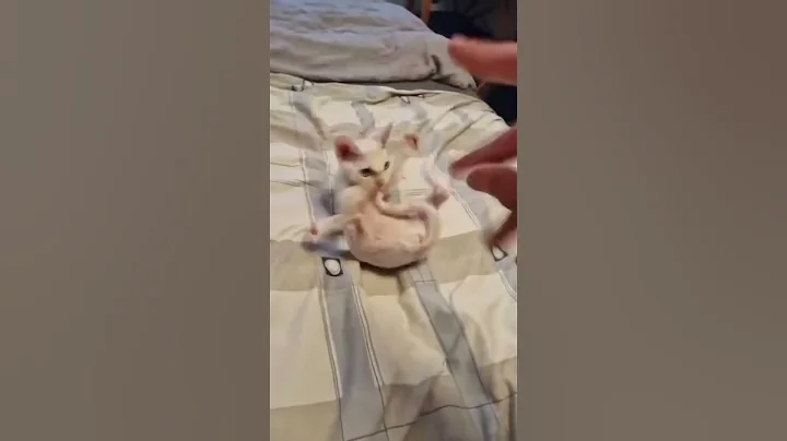 Watch the video about Mew fights with her full energy! #cat #fight #breakdance #funny #cute #cats #pets #devonrexcat #rex