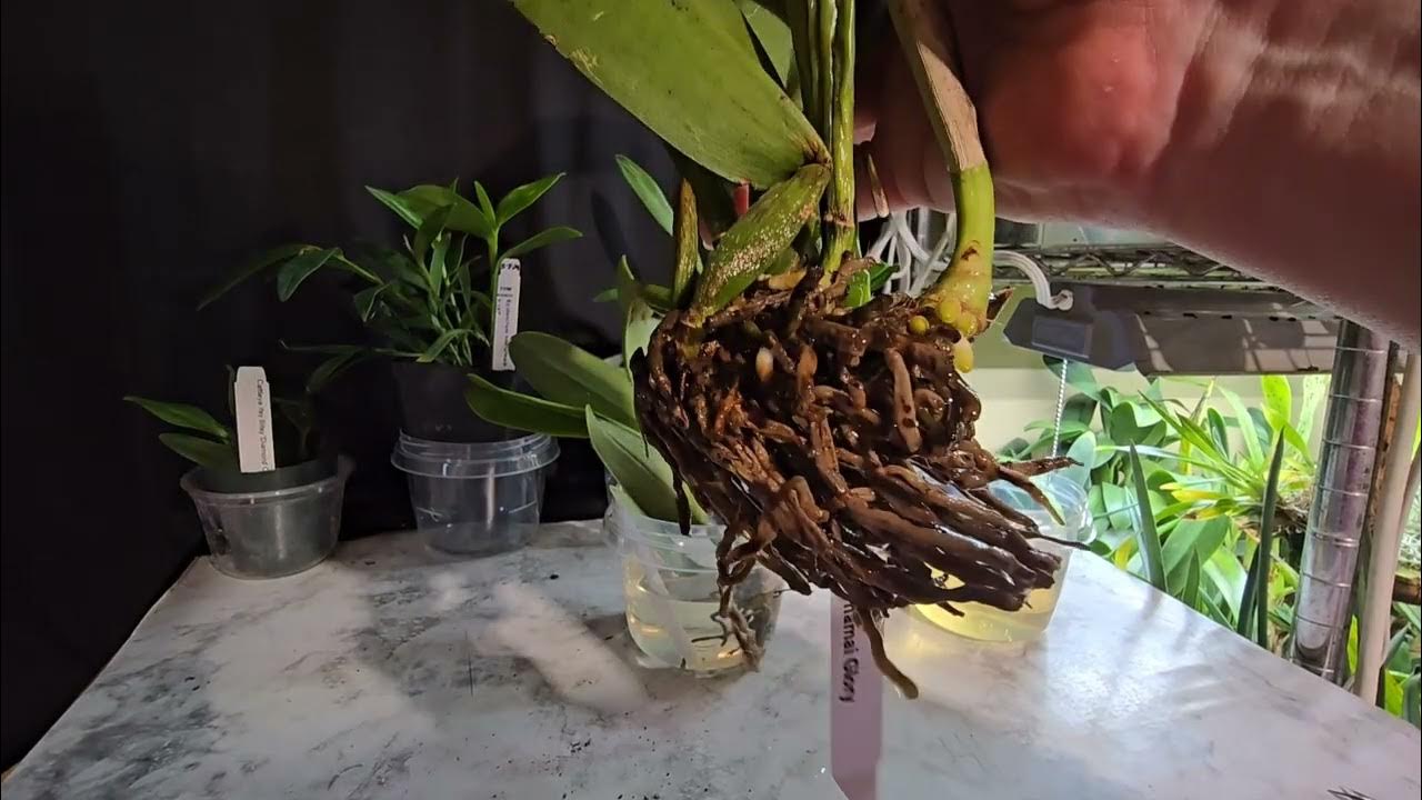 Repotting bare root orchids from YouTube
