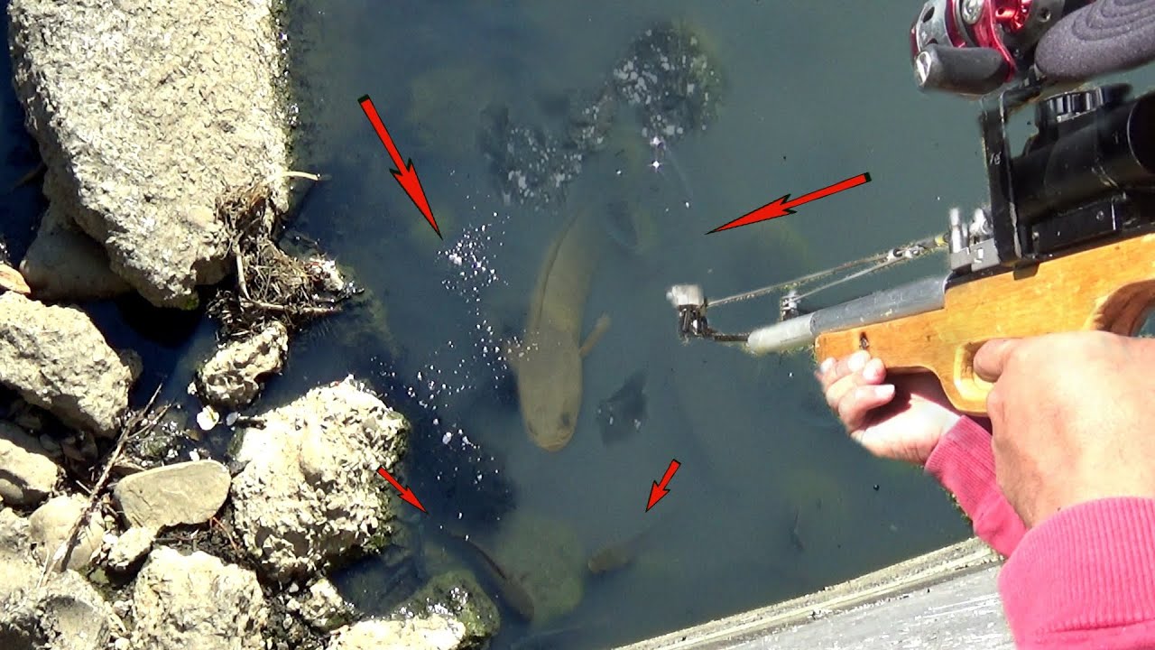 TETAP TENANG MESKIPUN ADA IKAN BESAR DIDEPAN MATA KARENA.. KETAPEL IKAN || SLINGSHOT FISHING