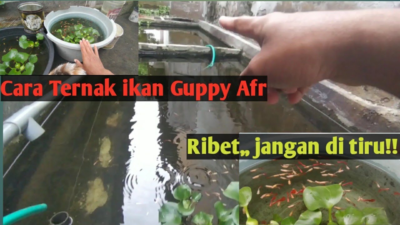 Cara Ternak ikan Guppy AFR, Ribet jangan di tiru!!