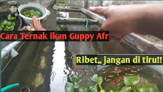 Cara Ternak ikan Guppy AFR, Ribet jangan di tiru!!