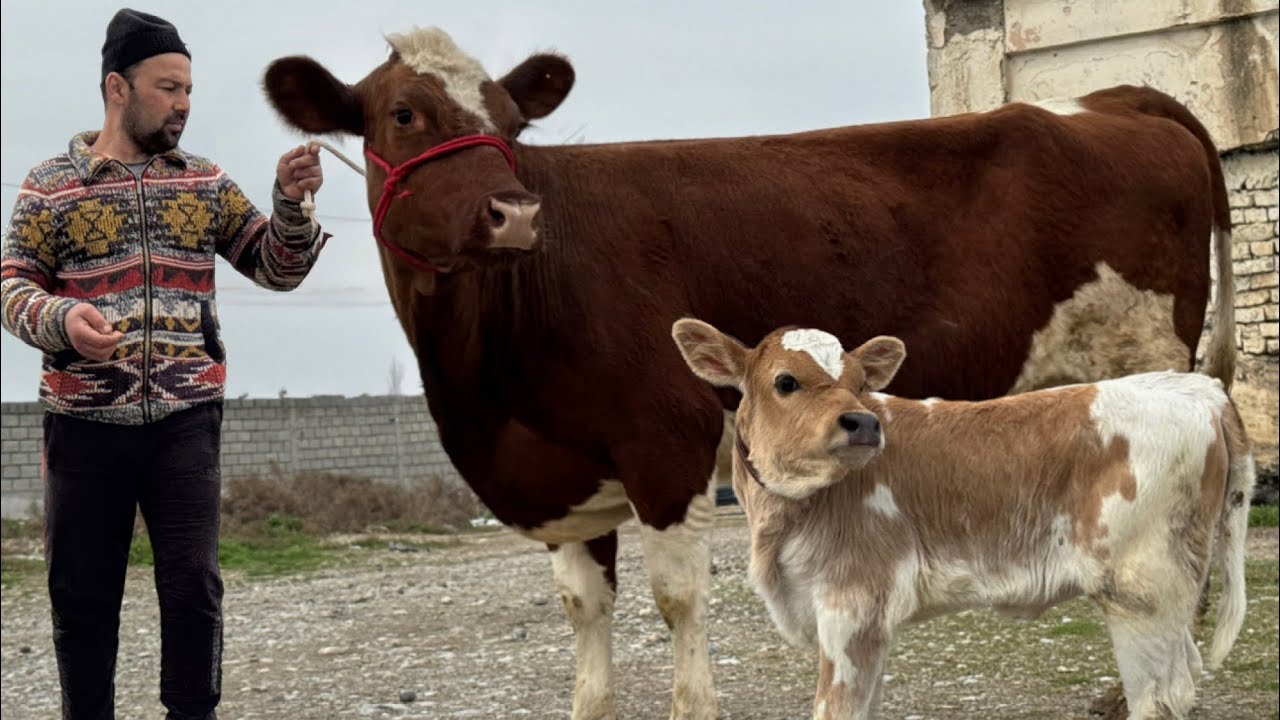 МОЛҲОИ ШИРИ АЗ ФЕРМАИ ОХУНБОБО 7 марта 2026 г.