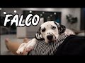 WE GOT A PUPPY! Falco the flirt | 8 week old Dalmatian puppy の動画、YouTube動画。