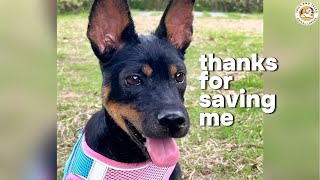 She Saved His Life! | Her Kindness Gave This Stray a Second Chance at Life | Part 2
