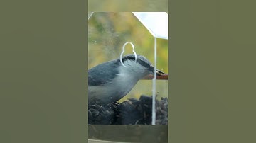 Eurasian Nuthatch  #animals #birdhome #nuthatches #nuthatch #birds  #nest #birdwatching