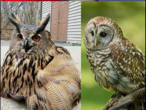 STL LIVE World Bird Sanctuary OWLoween