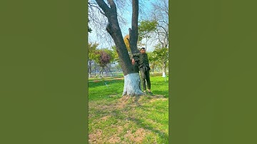 Tree vfx magic video #magic #vfx #funny #comedy #shortsvideo #viral