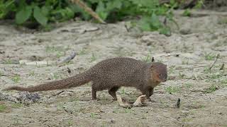 紅頰獴 Small Asian Mongoose