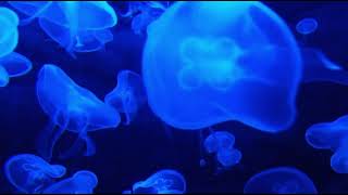 Jelly Fish Sea View With Relaxing Music, For Sleeping And Heeling Your Mind And Body. Ss Meditation