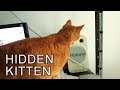 Alvi cat : hidden kitten