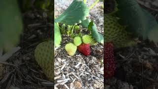 #erdbeeren #gemüsegarten #gemüseanbau #bauerngarten #selbstversorgergarten #shorts #lecker #garten