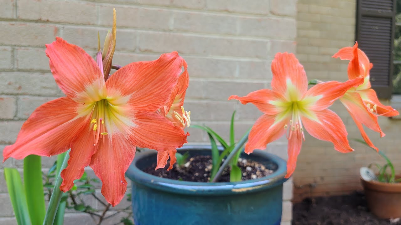 Hippeastrum puniceum and Hippeastrum striatum - Side by Side - Amaryllis  family