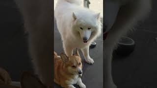 Amazing white dog in Melbourne, Vic, Australia #melbourne #australia #dog