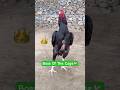Meet With My Cage Boss👑#shorts #rooster #viralvideo #ytshorts