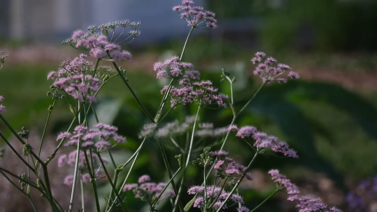 Pimpinella major 'Rosea' | greater burnet