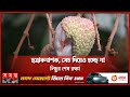 Lychee bursting before the color  litchi cultivation  magura litchi  somoy tv
