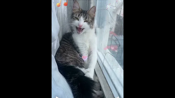 Video 9972071: cats catlover cutecat funnycats, cat cutecat dancing funnycats, cats catlover cutecat funny, catlover cutecat love funny, nice cat, polydactyl cat, usa cat, beautiful cat