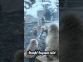 I thought they were cute… until THIS happened 😳🐒 🎥 Full video in comments 👇