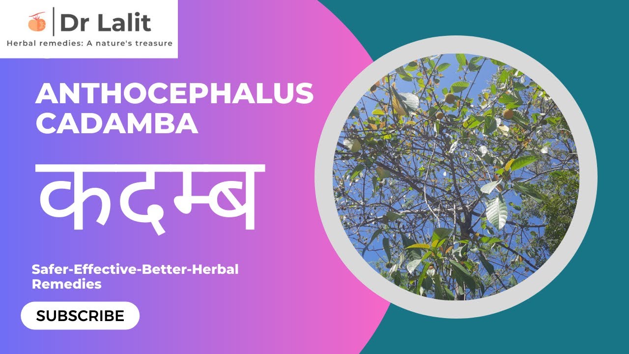 कदम्ब I Anthocephalus_cadamba I Fever_Vomitting_Japanese_Encephalitis ...