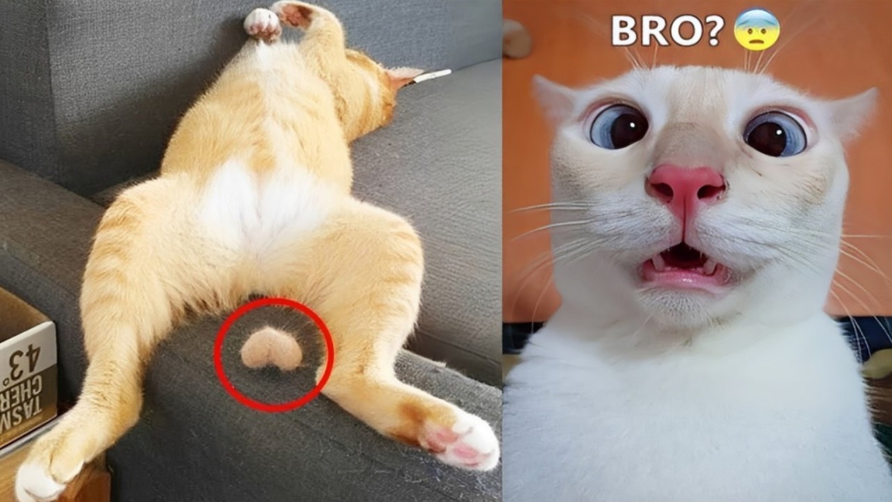 Эти забавные животные заставят вас смеяться без остановки 😂