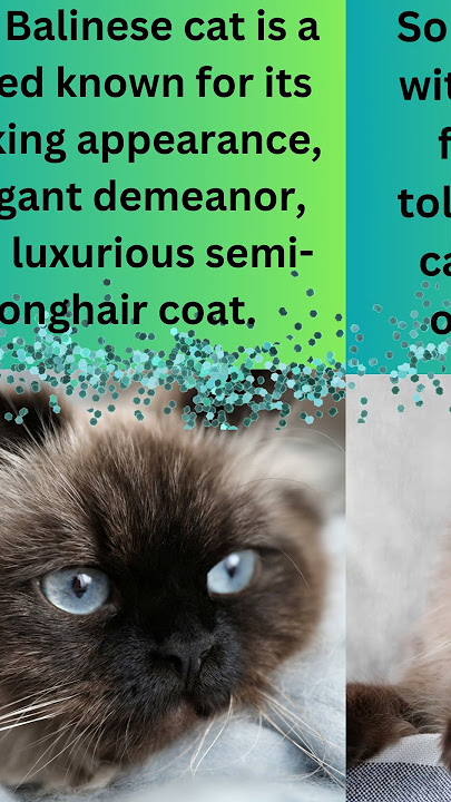 Balinese Facts #catfacts #catshorts #catlover #fascinatingfelines