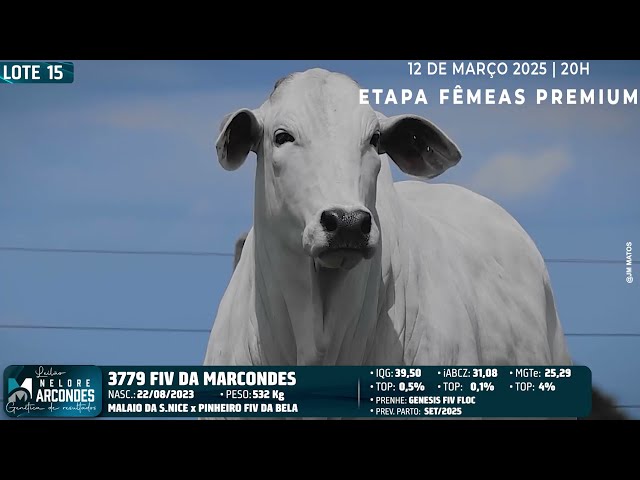 LOTE 15   MMAR 3779