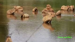 CAPYBARAS on the creek beach (HYDROCHOERUS HYDROCHAERIS), CAPIVARAS, Pantanal fauna.