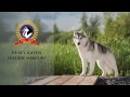 Husky Haven Freddie Mercury jupms