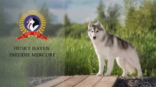 Husky Haven Freddie Mercury jupms