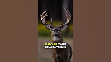 Bukan Sembarangan! Tanduk Rusa Ternyata Bisa Jadi Obat #faktaunik #shorts
