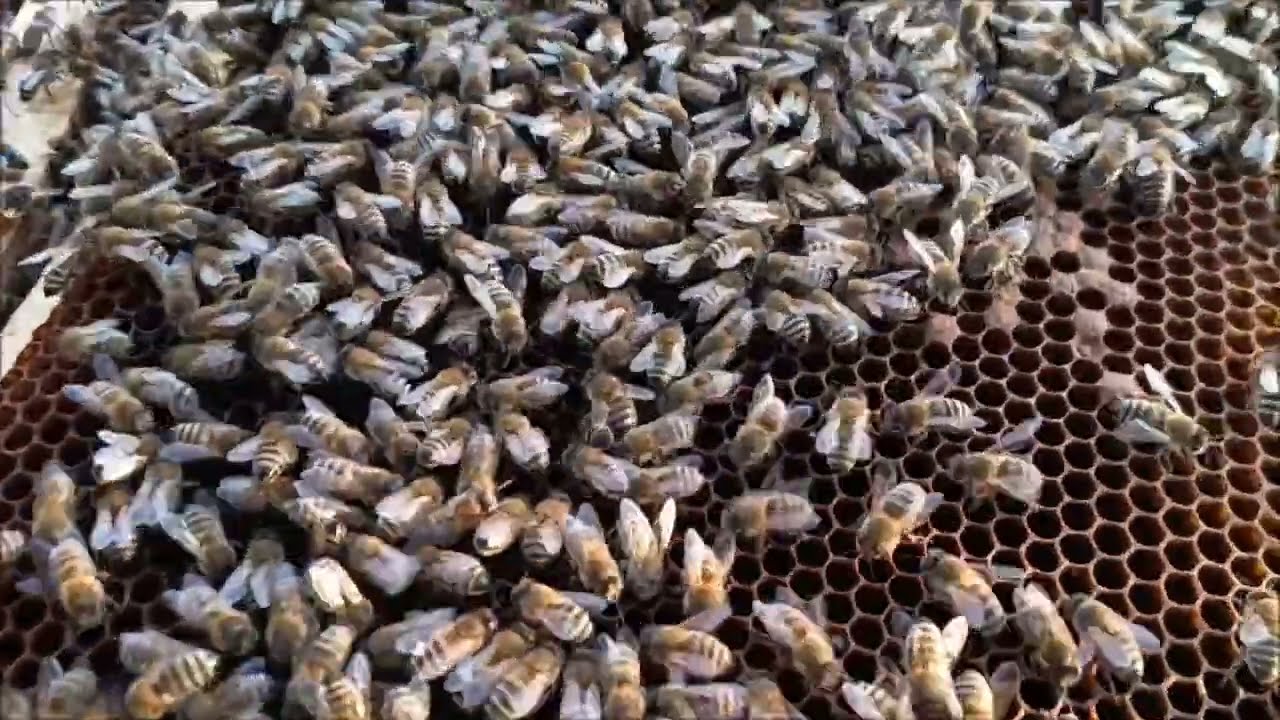 Prohlídka oddělku včel v Brně, teploty umožňují ukázat stav včel po zimě.