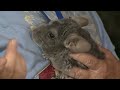 Arkansas-Oklahoma State Fair features chinchilla for the first time