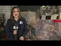 Arkansas-Oklahoma State Fair features chinchilla for the first time