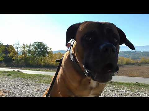 PRVI TRENING SA PSOM (CANE CORSO) (2017)