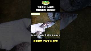 한때 천연기념물이었던 무태장어가 바글바글!!!