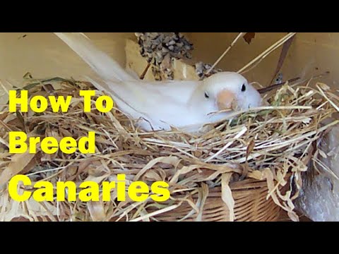 Canary Song Basics video