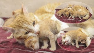 Foster Dad Cat Gets SCARED by Three Sick Kittens in his Sleep, POOR KITTEN Nursed by Foster MOM CAT by Moo Kittens 226 views 1 day ago 2 minutes, 20 seconds