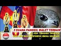 Best Of The Best Suara Panggil Walet Asia Tenggara Masih Diburu Editor Hingga Sekarang Mp3 - Mp4 Download