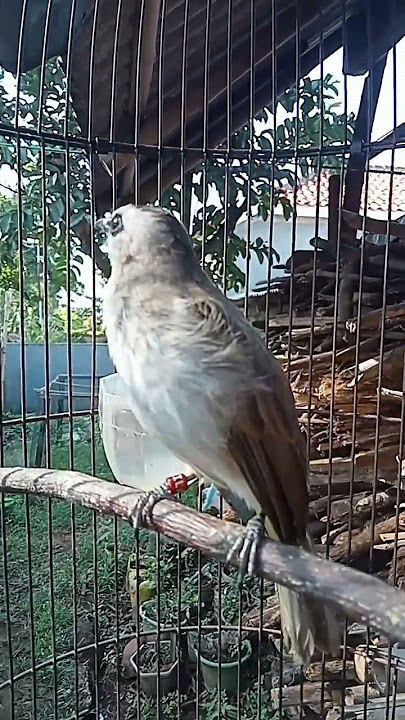 SUARA PANCINGAN UNTUK BURUNG TRUCUKAN❗❗❗